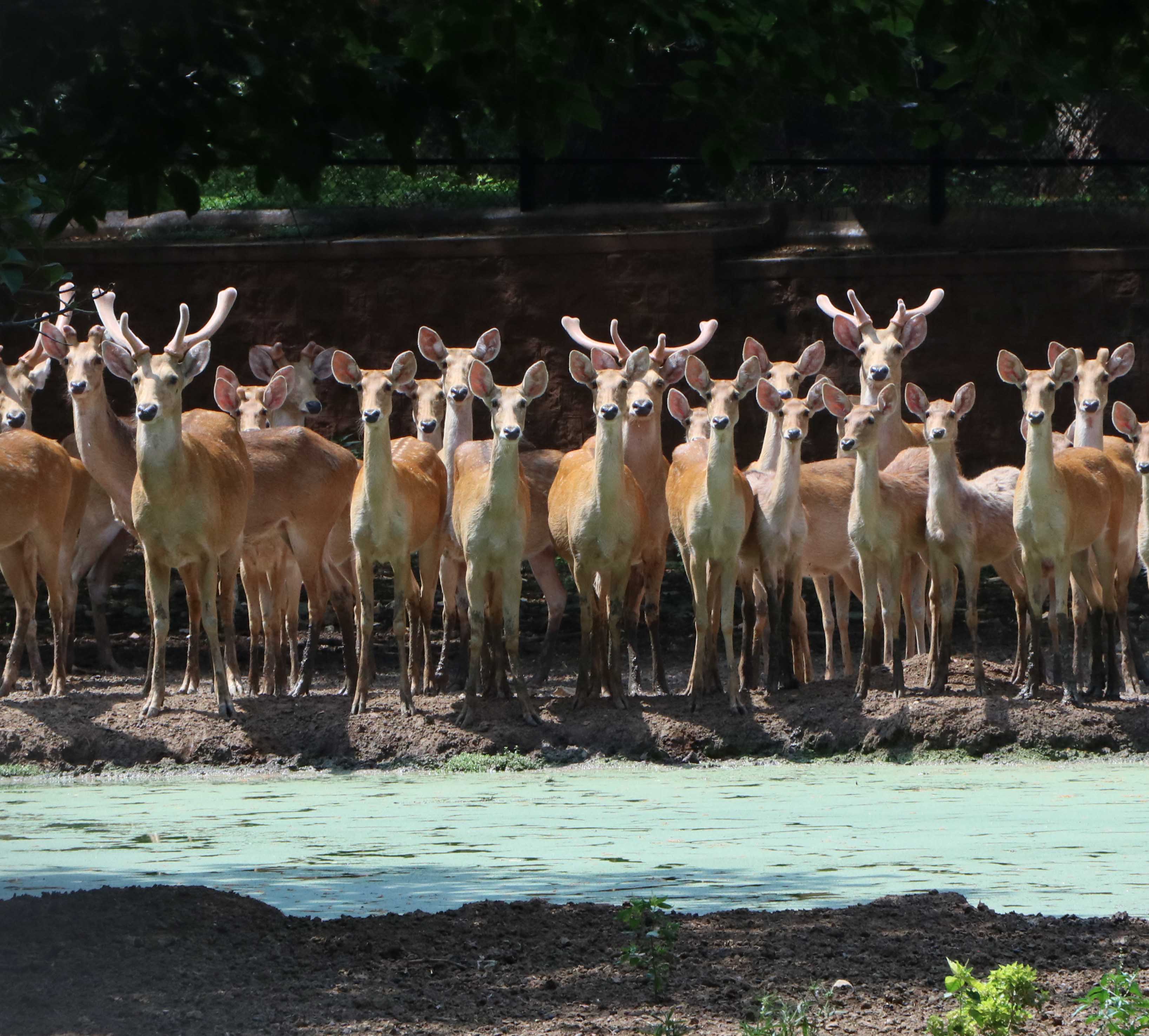 tourist places in mysore zoo